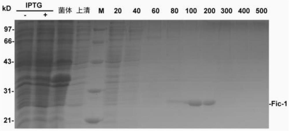 Adenosine monophosphate enzyme as well as preparation method and application thereof