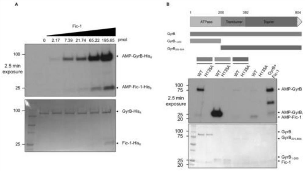 Adenosine monophosphate enzyme as well as preparation method and application thereof