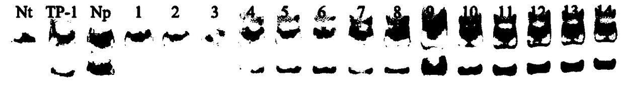 Method for screening tobacco black shank resistance non-homologous chromosome plant by molecular marker