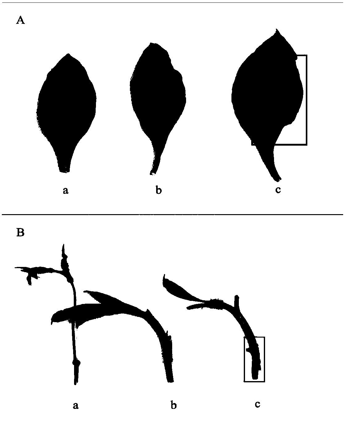 Method for screening tobacco black shank resistance non-homologous chromosome plant by molecular marker