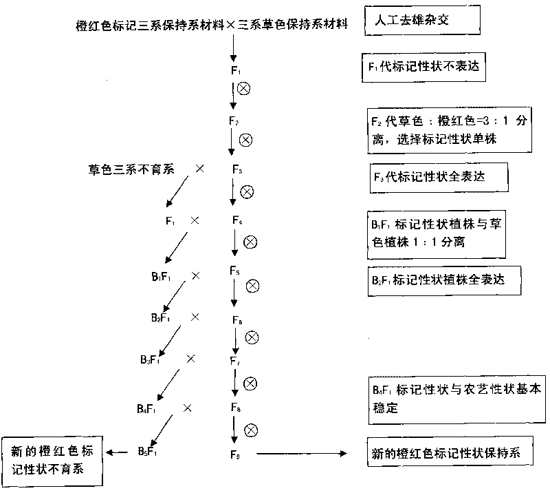 Method for breeding male sterile line in ternary hybrid rice with orange red mark property