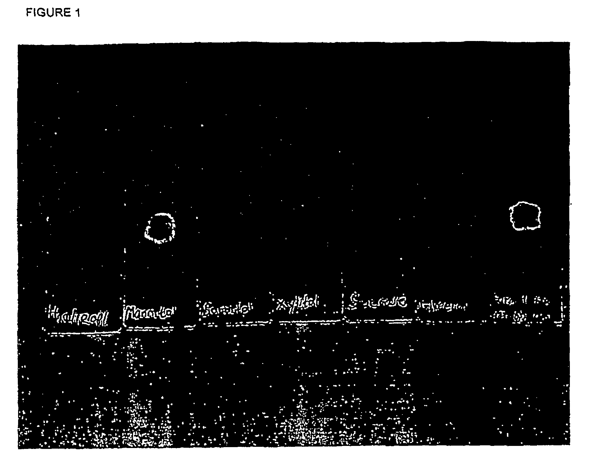 Propylene glycol-containing peptide formulations which are optimal for production and for use in injection devices