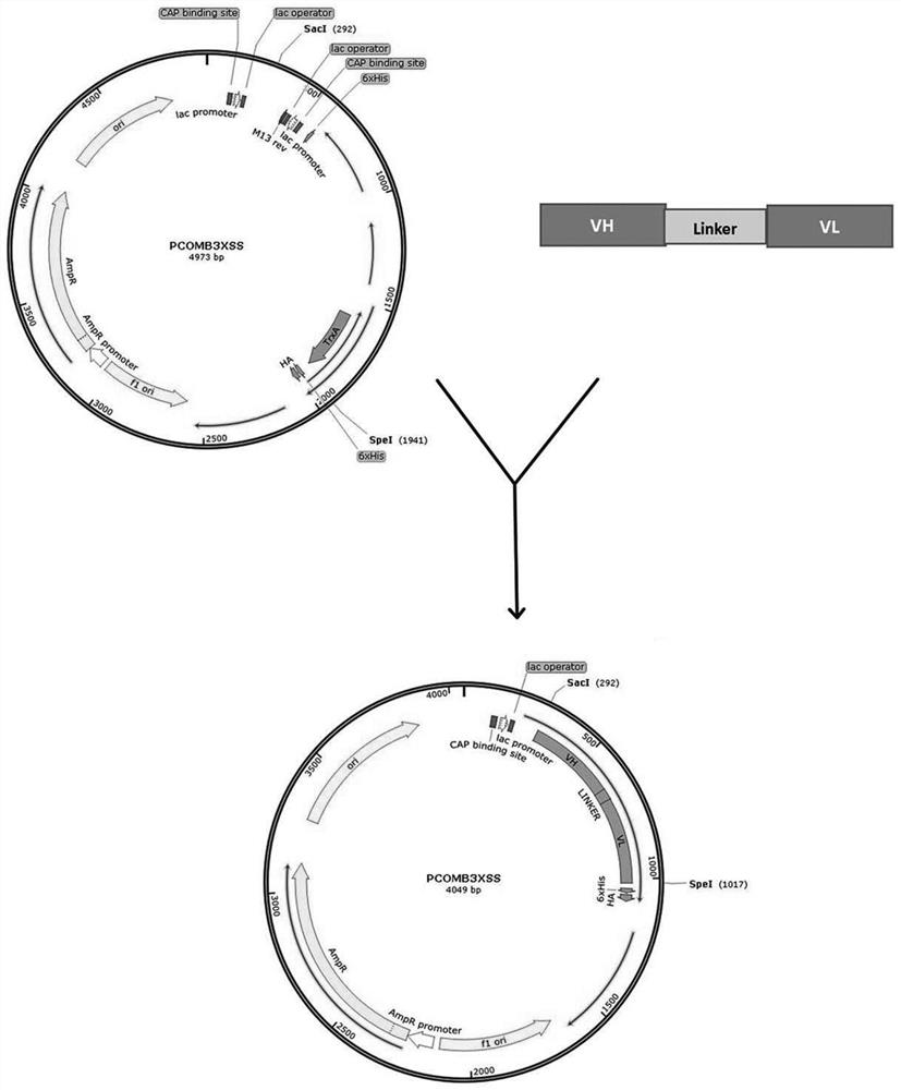 A kind of single-chain antibody directly recognizing isoprocarb and its preparation method and application