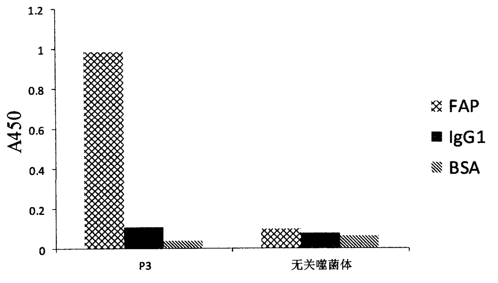 Polypeptide combined with FAP (Fibroblast Activation Protein)