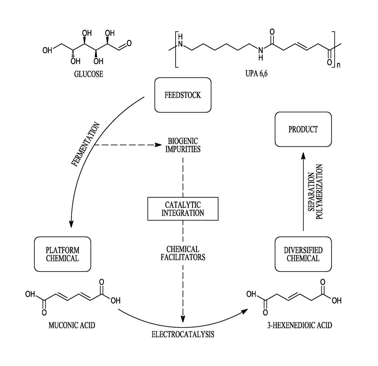 Electrocatalytic hydrogenation of muconic acid