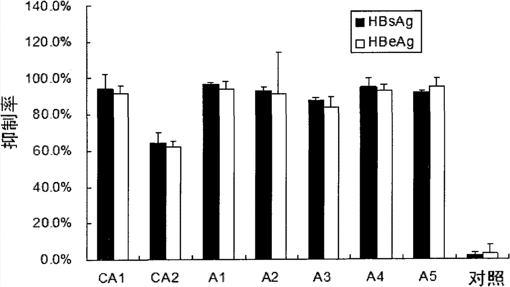 Small interfering nucleic acid and medical composite and pharmaceutical applications of nucleic acid