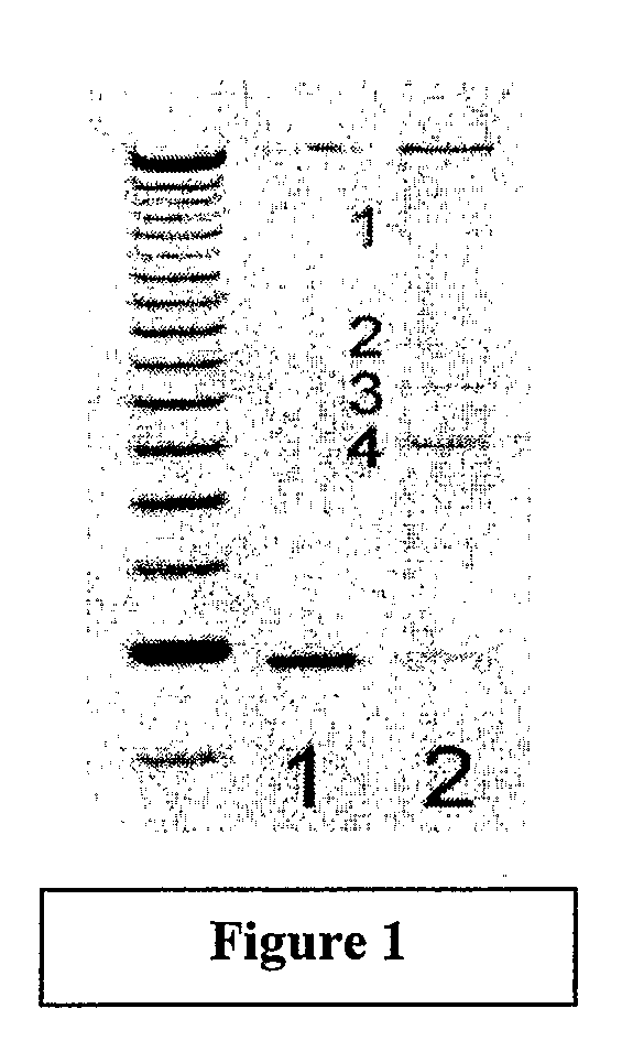 Cancer Related Genes (PRLR)