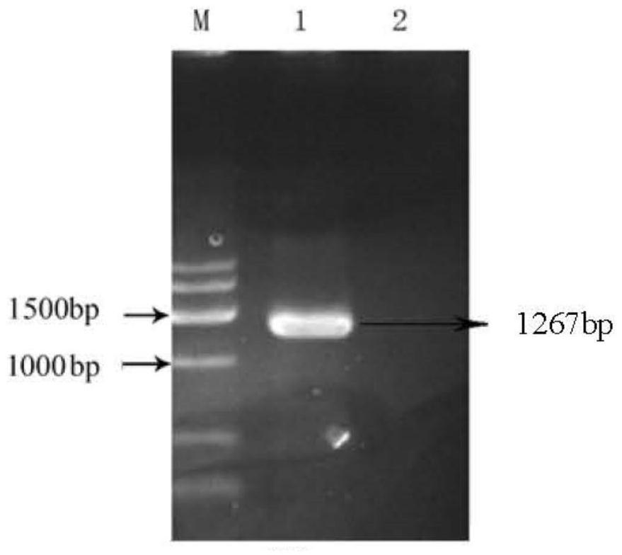 Preparation method and application of chlamydia psittaci polytype outer membrane protein PmpG protein