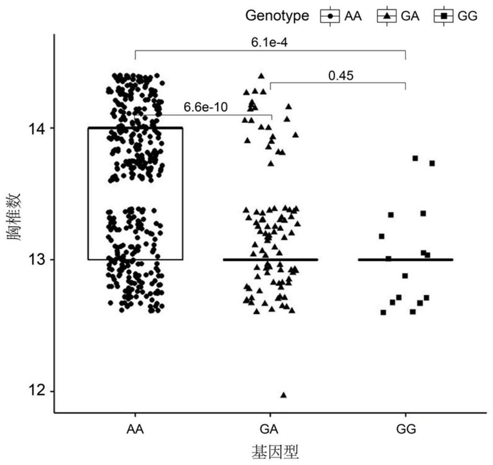 A SNP molecular marker affecting the number of thoracic vertebrae in sheep and its application