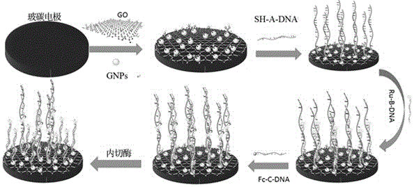 Electrochemiluminescent biosensor for detection of endonuclease, preparation and application thereof