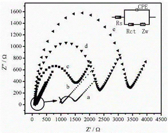 Electrochemiluminescent biosensor for detection of endonuclease, preparation and application thereof