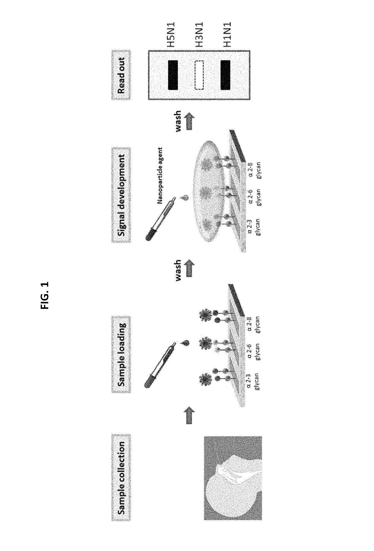 Glycan arrays for high throughput screening of viruses