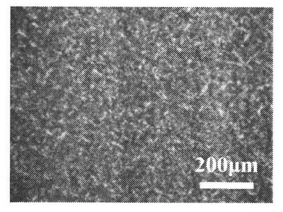 Method for preparing shortening/margarine base stock oil commonly used by lard oil base