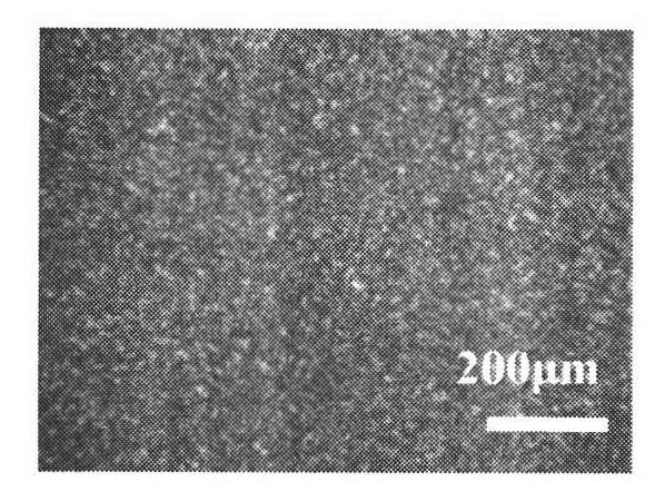 Method for preparing shortening/margarine base stock oil commonly used by lard oil base