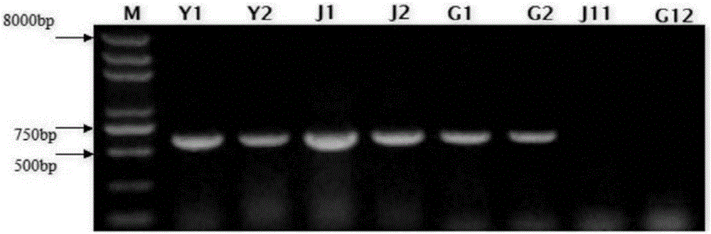 Novel beauveria bassiana granules