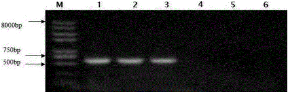 Novel beauveria bassiana granules