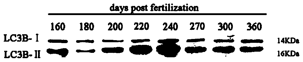 Onchorynchus mykiss lc3b gene and onchorynchus mykiss LC3B protein