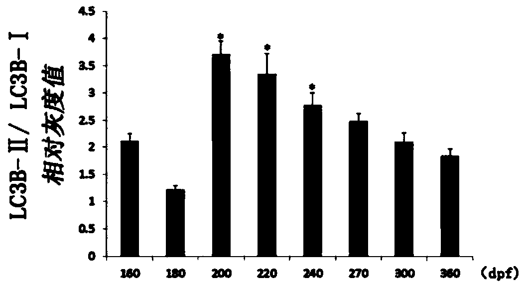 Onchorynchus mykiss lc3b gene and onchorynchus mykiss LC3B protein