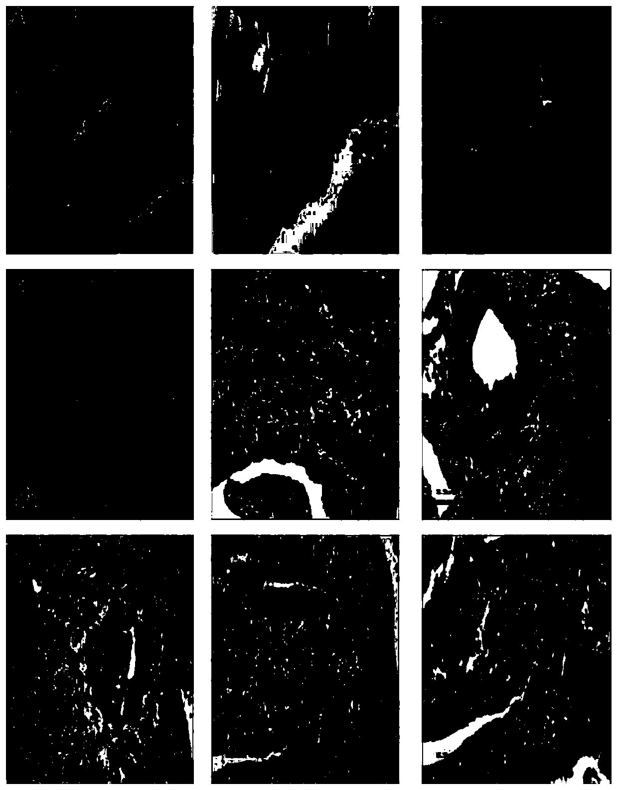 Onchorynchus mykiss lc3b gene and onchorynchus mykiss LC3B protein