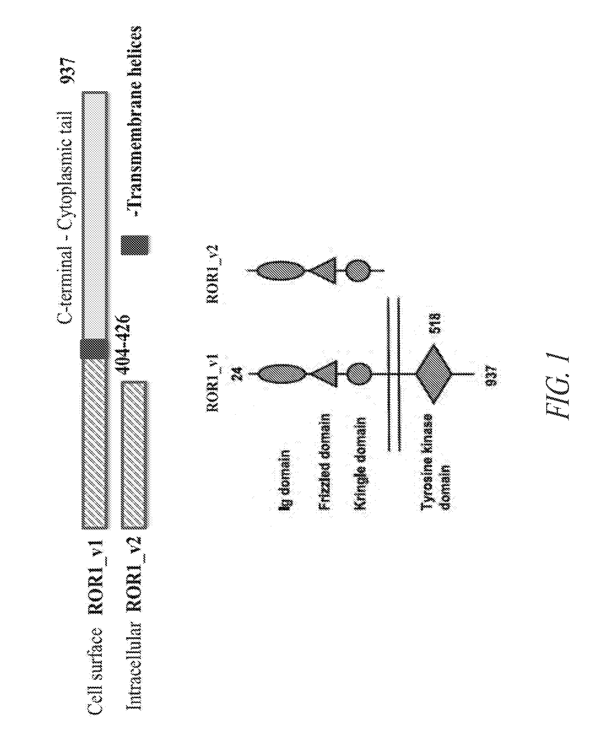 Anti-ror1 antibodies and uses thereof