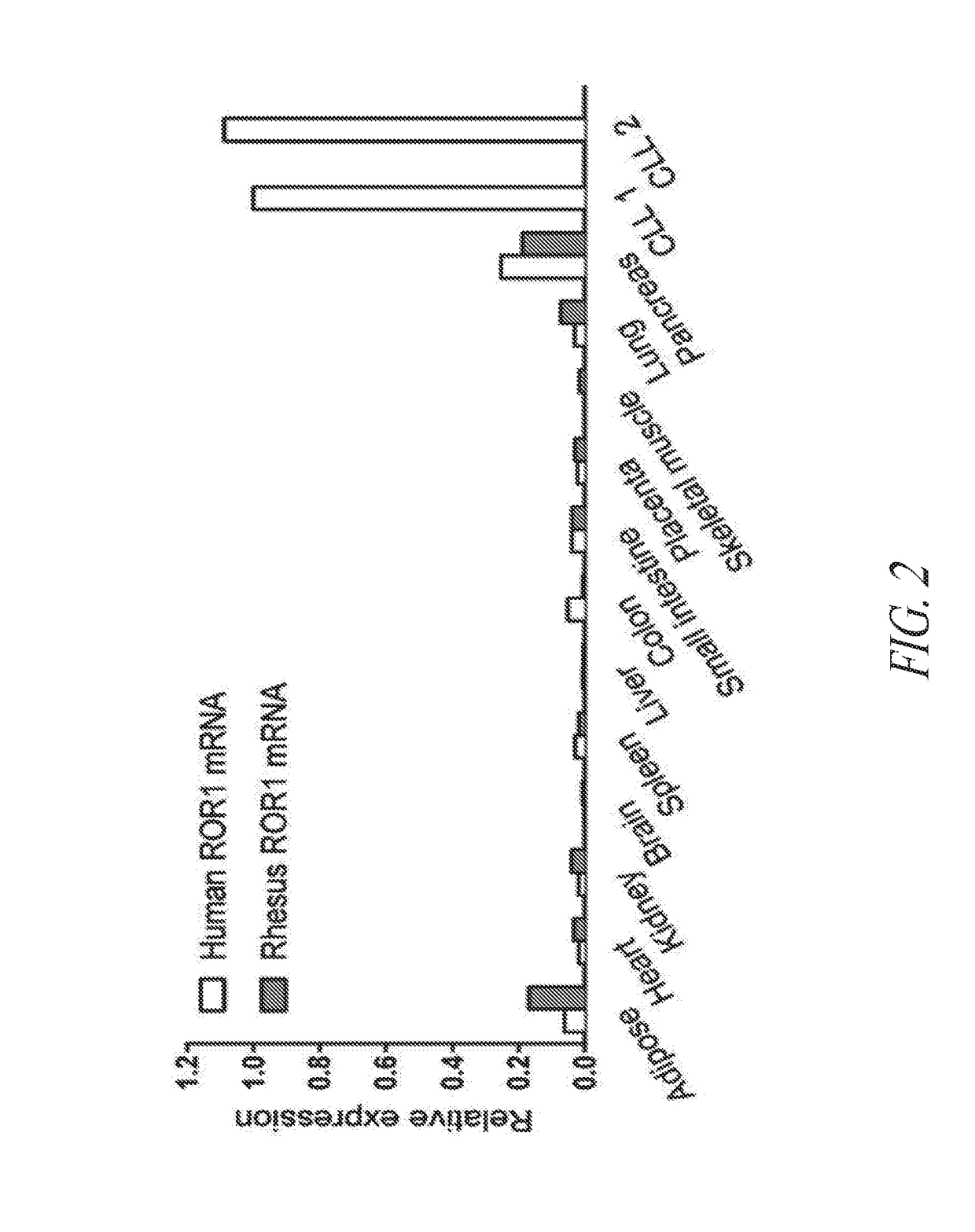 Anti-ror1 antibodies and uses thereof