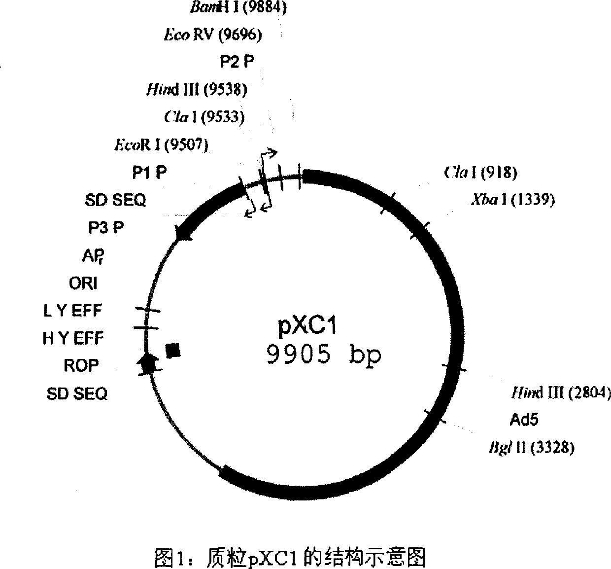 Use and constructing plan of anticancer recombined gland virus with tumour CHK1 as target of medicine