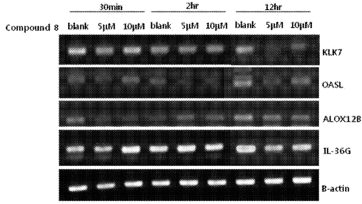 Novel autophagy activation-induced compound for improving skin inflammation for aging