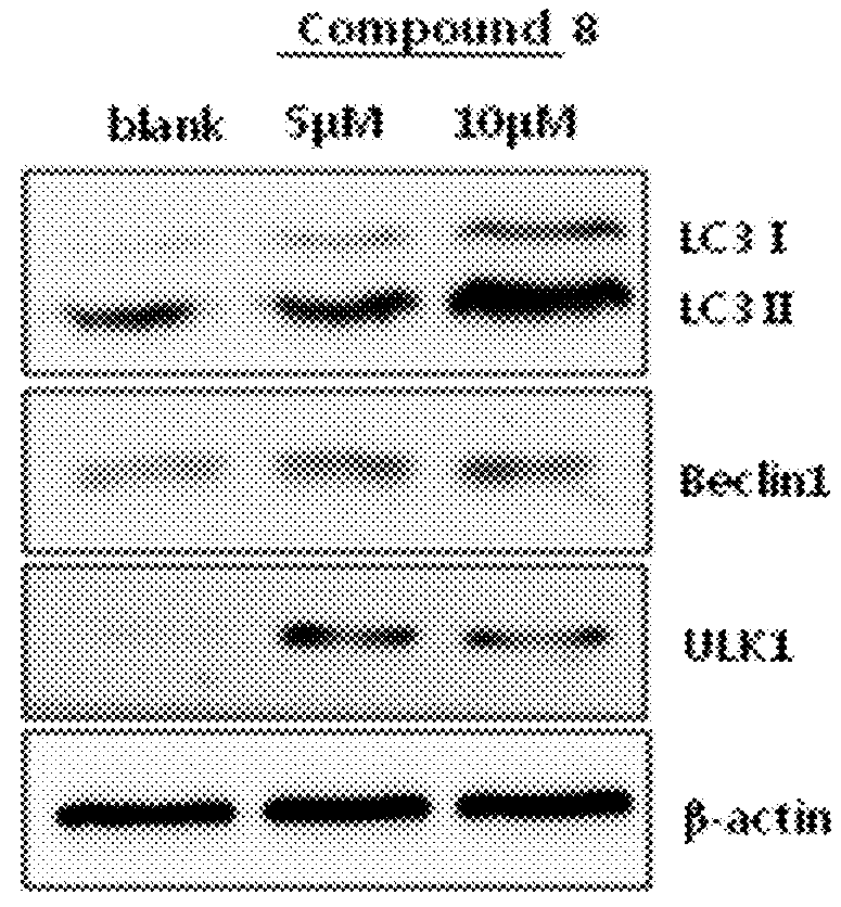 Novel autophagy activation-induced compound for improving skin inflammation for aging