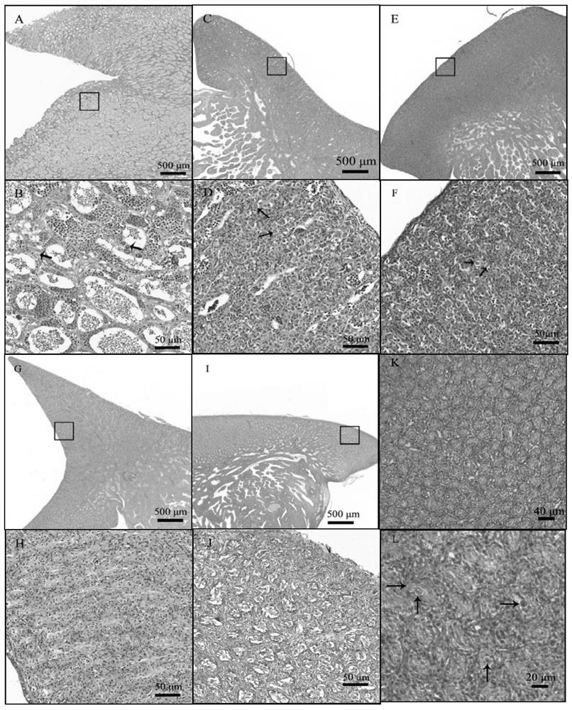 A method to promote apoptosis of testicular germ cells of flounder