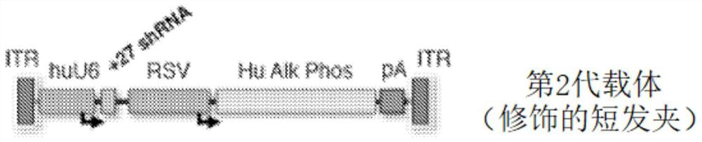 Compositions and methods for reducing spliceopathy and treating RNA dominance disorders