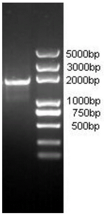 Chipper borer carboxylesterase and its coding gene, preparation method and application