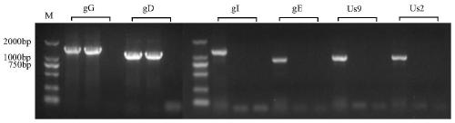 A Porcine Pseudorabies Virus Gene Deletion Attenuated Vaccine Strain and Its Application