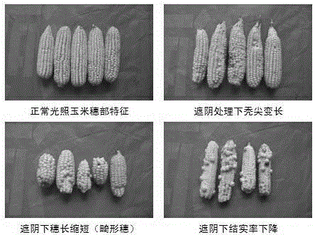 Chemical regulation agent for corn growth and use method thereof