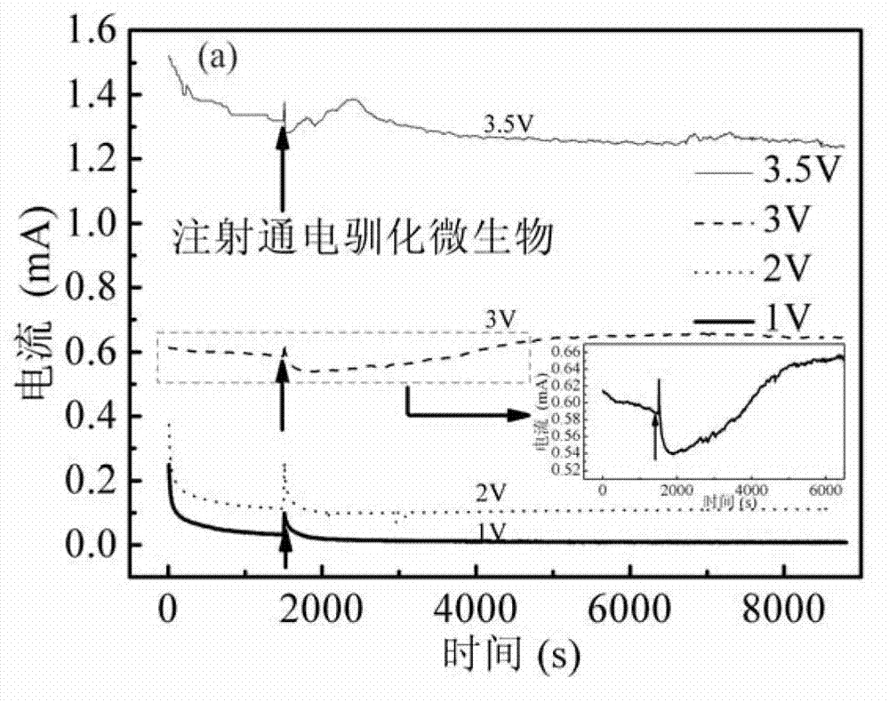 Device and method for detecting electron transfer in process of electrically promoted microorganism denitrification