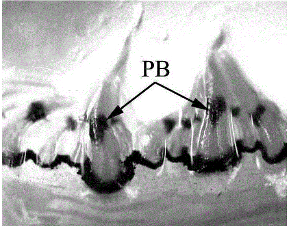 Quick clam species distinguishing method