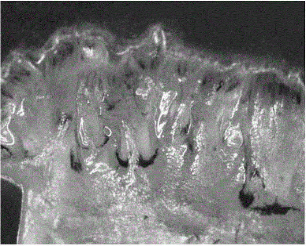 Quick clam species distinguishing method