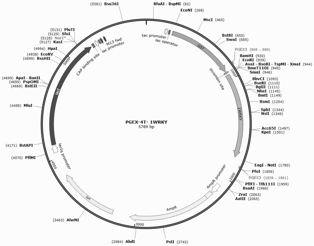 Method for identifying transcription factor binding element in cotton fiber development period by DNA affinity protein sequencing