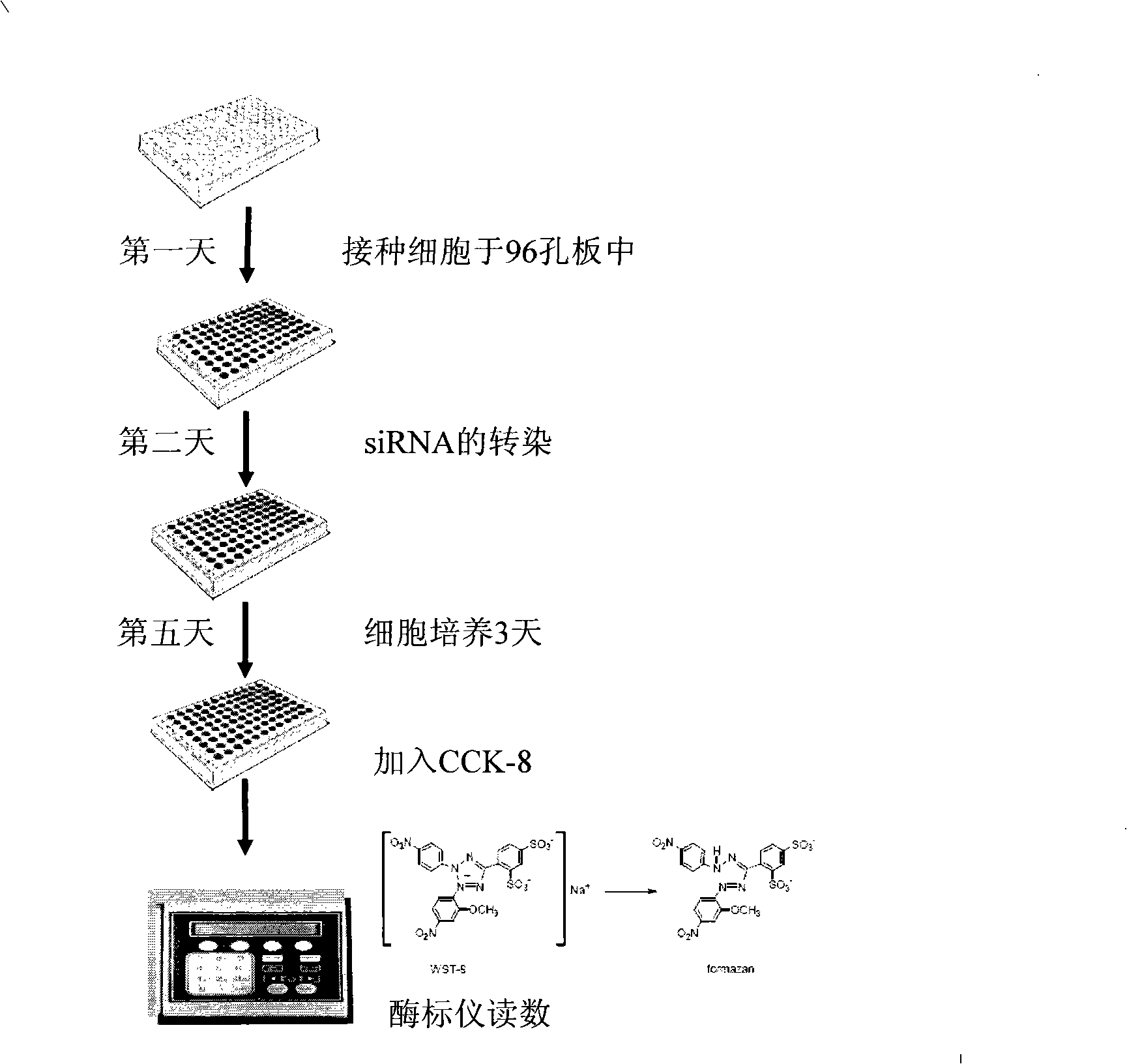 Uses of MAGEB6 gene