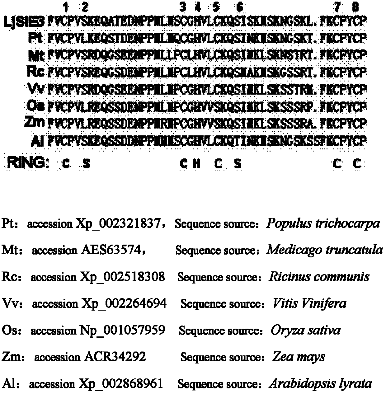 Ubiquitin ligase gene participating in symbiotic nodulation of leguminous plants, and application thereof