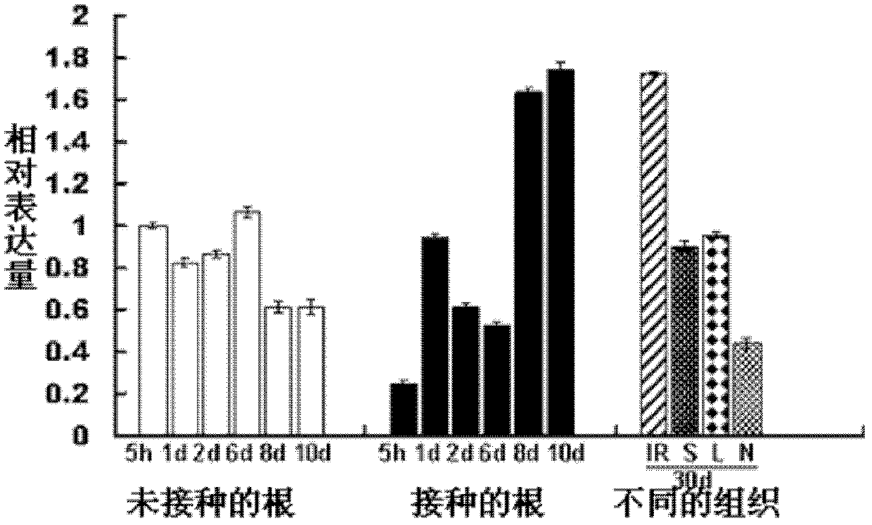 Ubiquitin ligase gene participating in symbiotic nodulation of leguminous plants, and application thereof