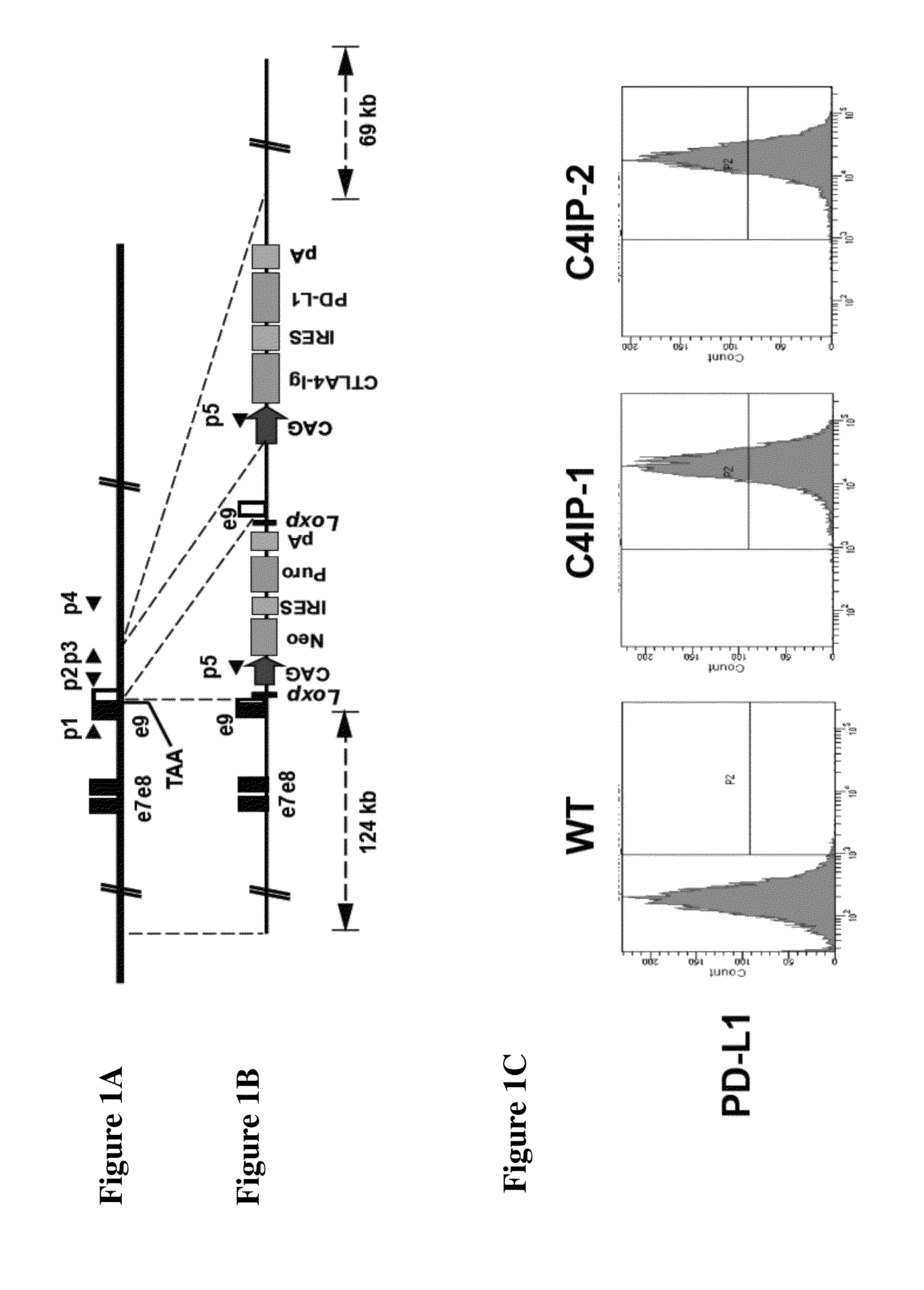 Compositions and methods for preventing allogeneic immune rejection