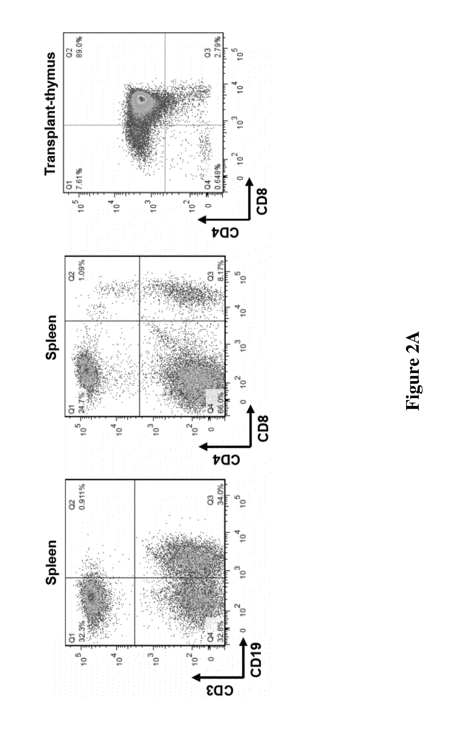 Compositions and methods for preventing allogeneic immune rejection