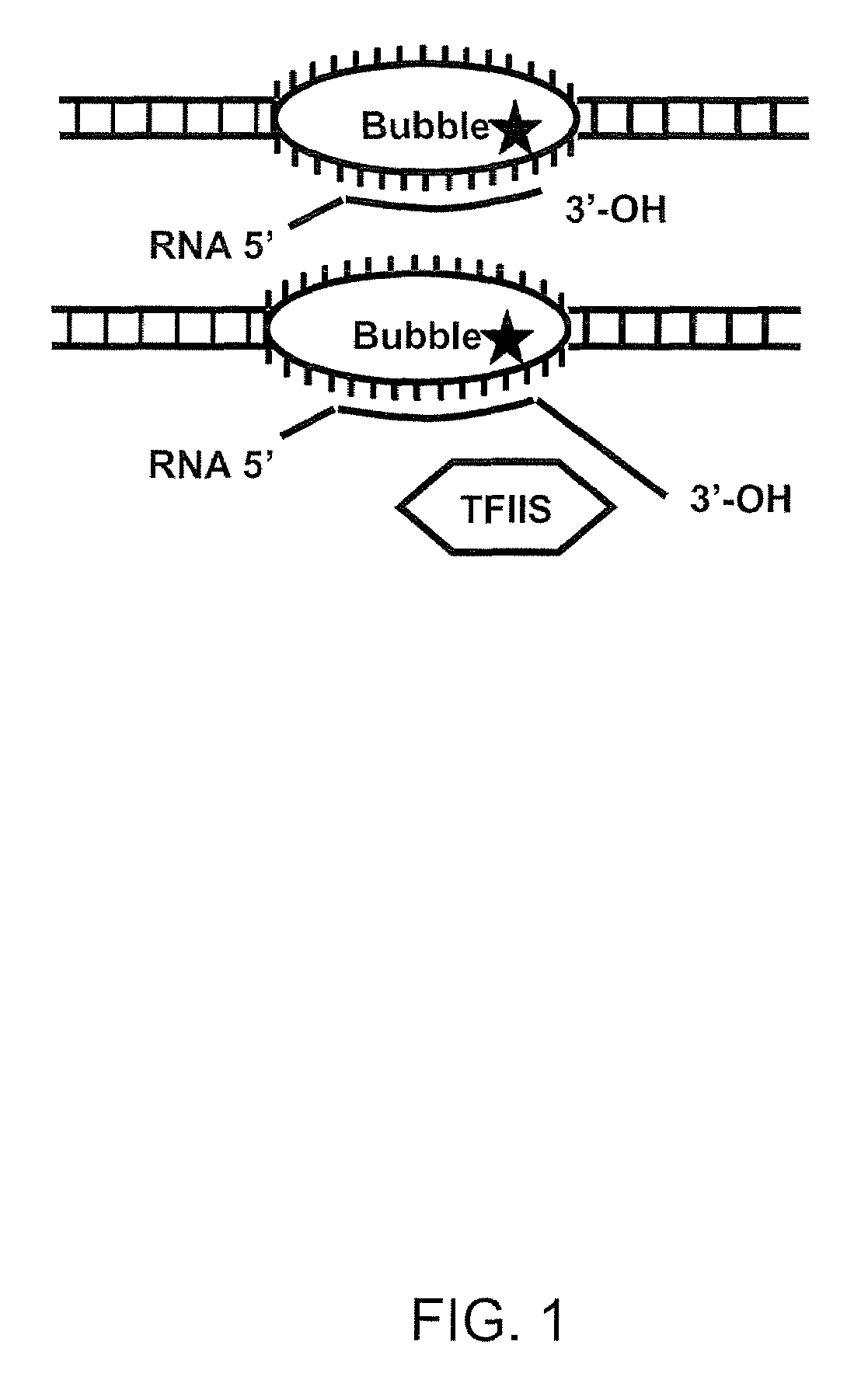 TFIIS and GDOWN1 as targets for cancer therapy