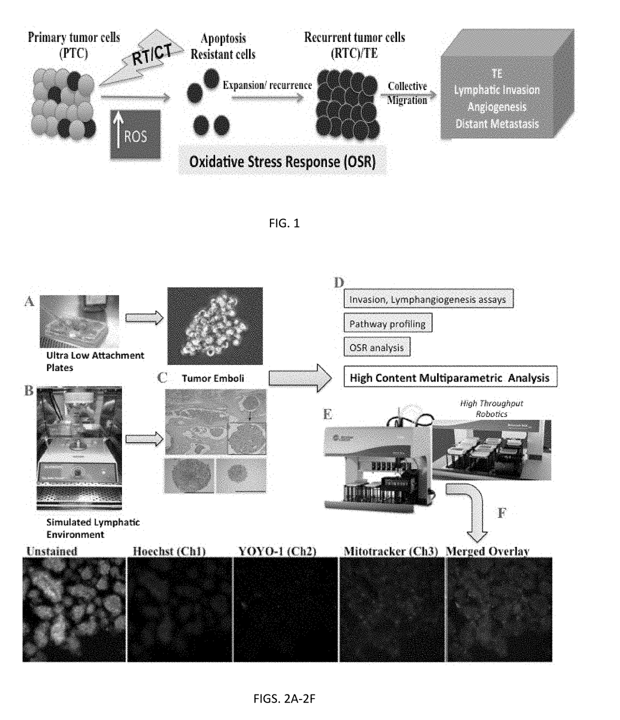 Methods for Quantitative Analysis and Targeting of Inflammatory Breast Cancer Tumor Emboli