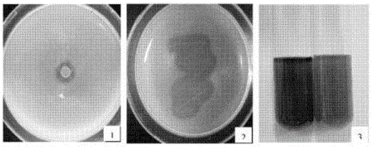 Acquisition and application of a ginseng growth-promoting bacterium producing acc deaminase