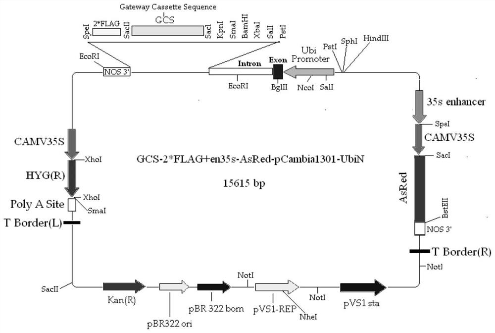 Aspergillus candidus AcGDH protein for improving drought and alkali stress tolerance of rice, gene and application of Aspergillus candidus AcGDH protein