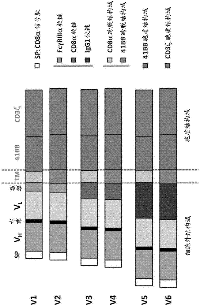 EGFRvIII specific chimeric antigen receptors for cancer immunotherapy