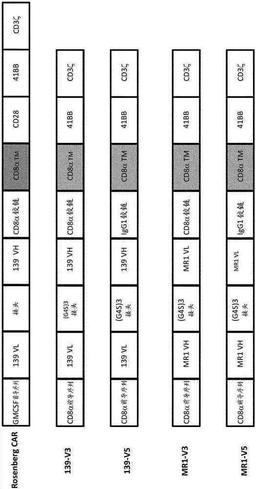 EGFRvIII specific chimeric antigen receptors for cancer immunotherapy