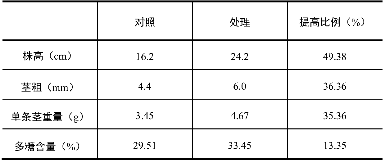 Method and application of ion beam mutagenesis to obtain Dendrobium candidum with high polysaccharide and high yield