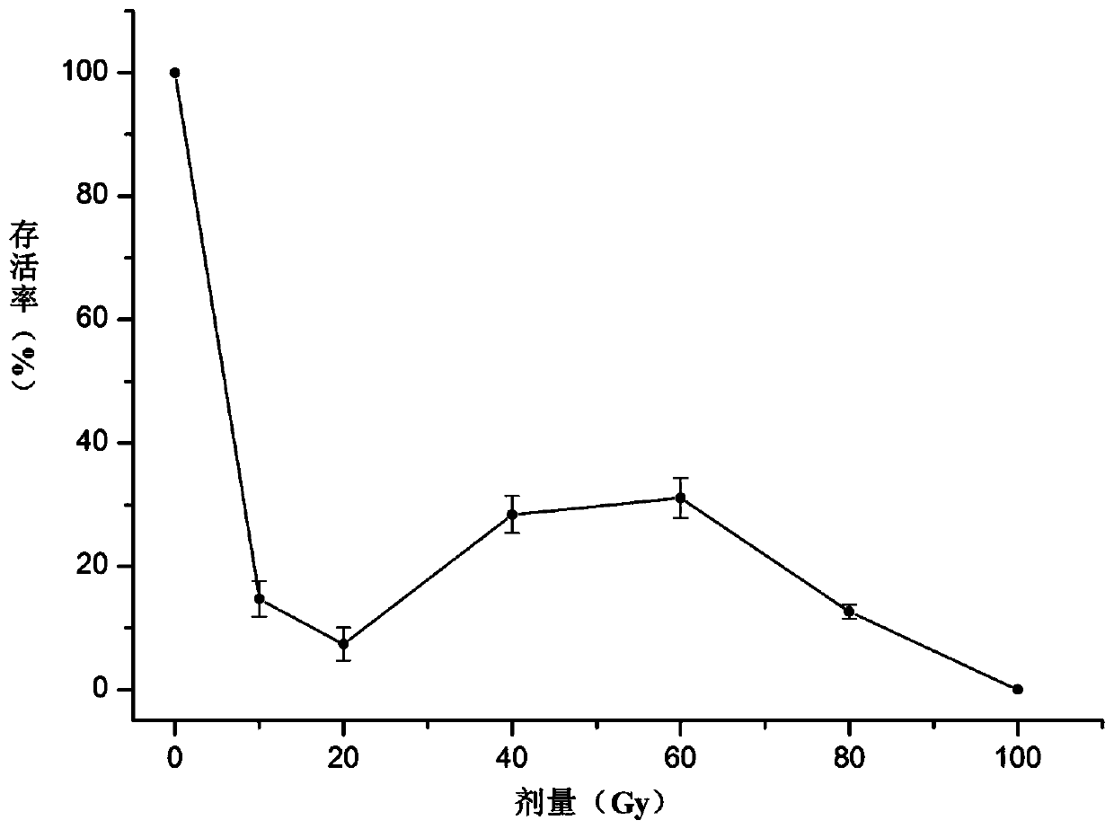 Method and application of ion beam mutagenesis to obtain Dendrobium candidum with high polysaccharide and high yield